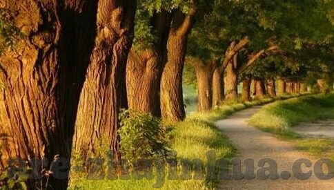 即时足球比分捷报比分网-即时足球比分捷报比分网，球迷的实时赛场指南针